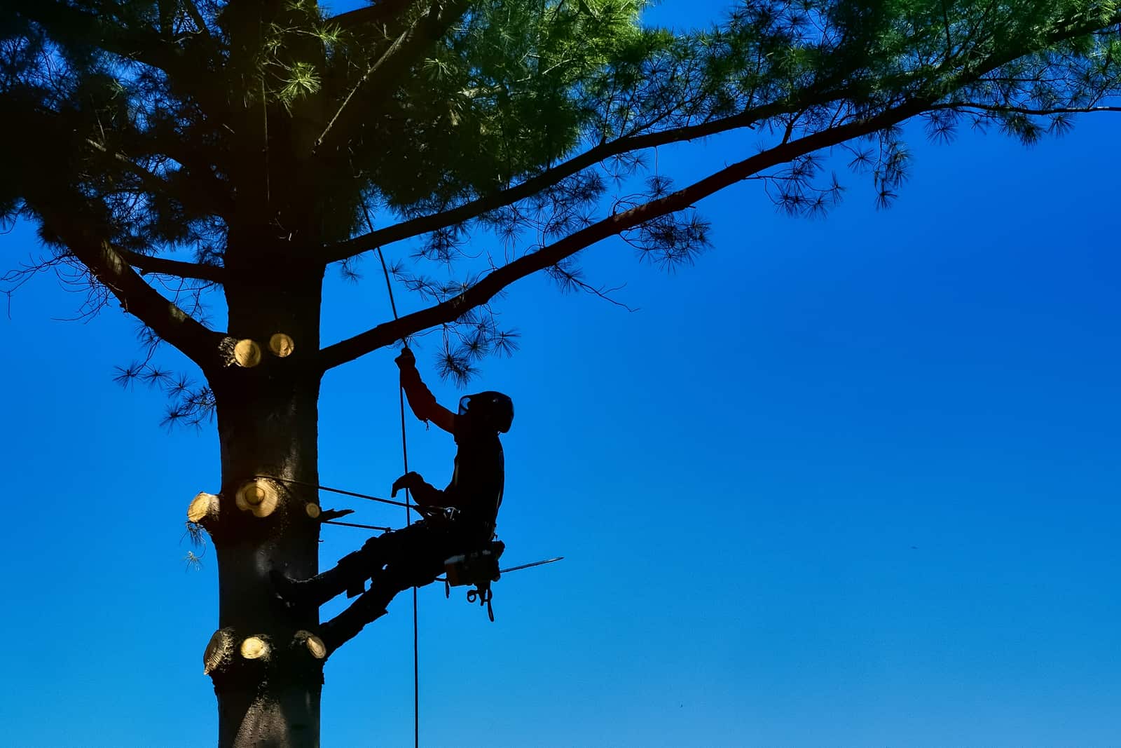 Tree Health Assessment